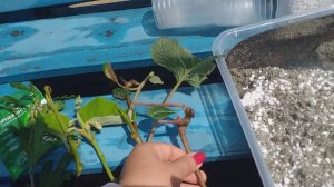 Укореняю черенки киви "Хейворт" .Экзотика в моем саду.Делюсь опытом.