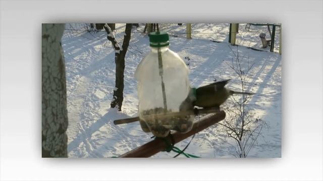 Синицы у кормушки смотреть онлайн