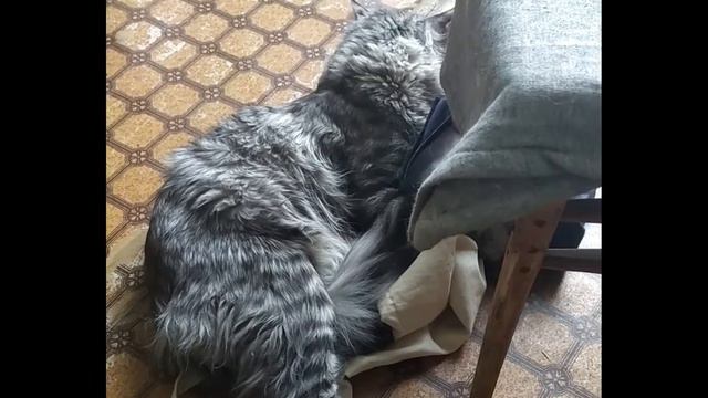 Кот дуреет от запаха хлорки смотреть онлайн