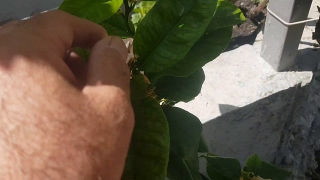 Хлороз. Это болезнь или протест растения? Сами решайте. смотреть онлайн