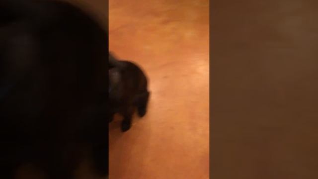 La Nordica Milly Wood Cook Stove смотреть онлайн