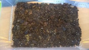 Сколопендра описание и содержание!