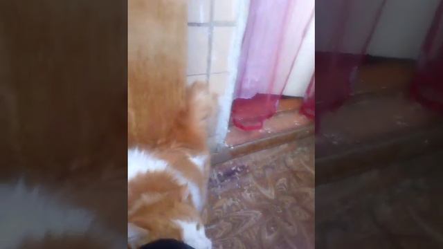 май месяц🌹🌺🌺🌺 посадила первую питунью. герань на балконе. смотреть онлайн