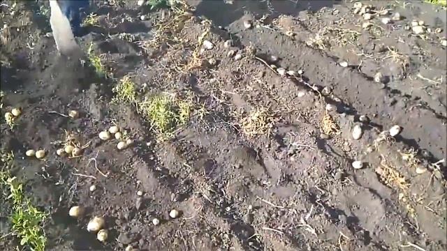 Картофель ЧУВАШИИ 2019 смотреть онлайн