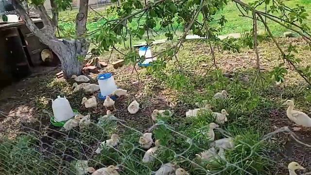 Что делать ,если нет водоема смотреть онлайн