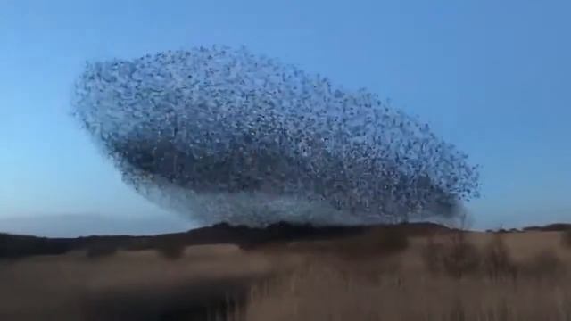 Мурмурация. Необычайное явление в мире птиц. смотреть онлайн