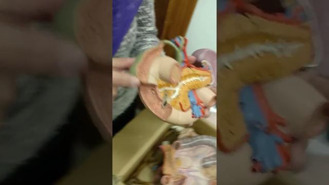 Practical Anatomy - GIT Module - Duodenum & Gallbladder смотреть онлайн