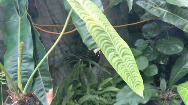 Building A Living Wall - Aroid Garden