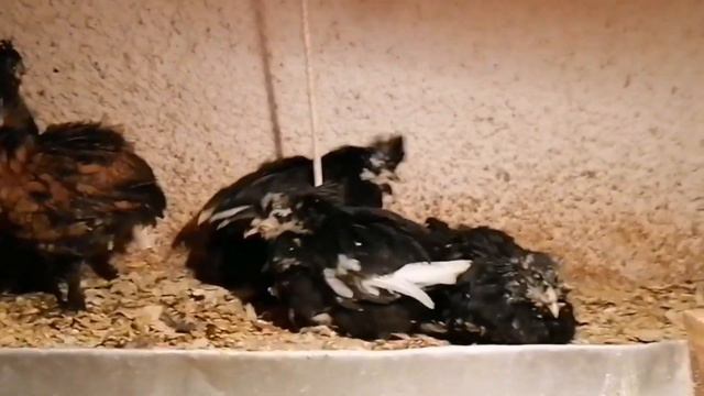 Авитаминоз у цыплят- в чём причина. Как вырастить осенние и зимние выводки без потерь. Часть 1. смотреть онлайн