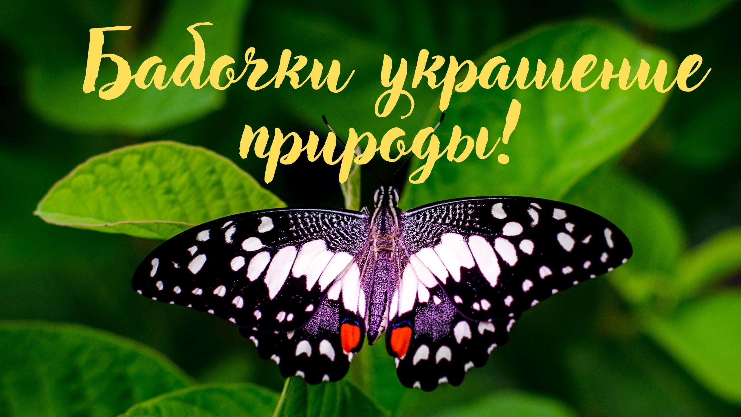 Бабочки украшение природы! Красивая музыка для души. смотреть онлайн