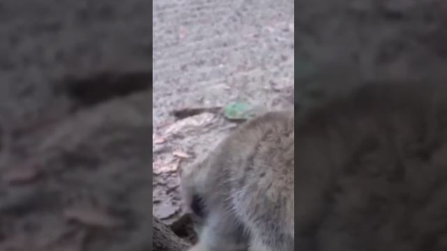 Котёнок манула. смотреть онлайн