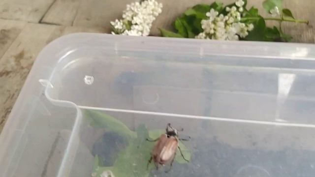 майские жуки смотреть онлайн