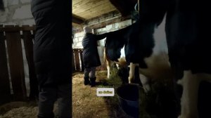 как можно ставить уколы корове. прокалываем корове кальций.