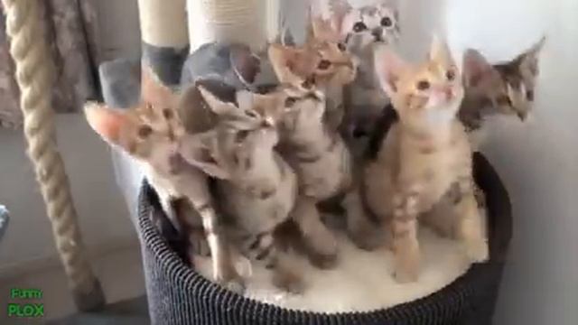 Веселые и смешные коты смотреть онлайн