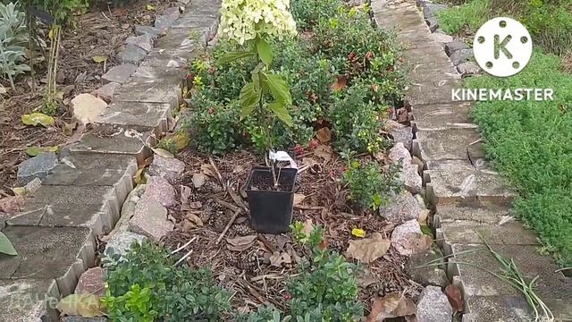 Замовила гортензії волотисті||Розпаковка||Планування місця||Грунтосуміш та посадка||Результат смотреть онлайн