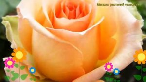 Роза чайно-гибридная Версилия. Краткий обзор, описание характеристик, где купить саженцы Versilia