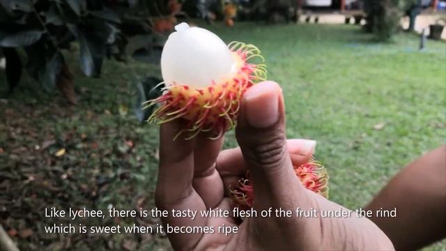 Episode 9 - Ramontchi & Rambutan - Tropical fruits from our garden !! смотреть онлайн