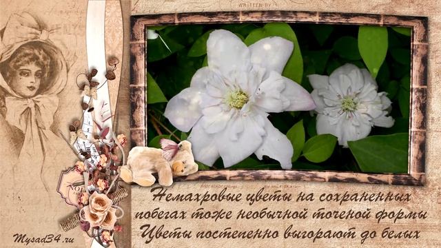 Клематис Инносент Блюш, Innocent Blush, Легкий румянец смотреть онлайн
