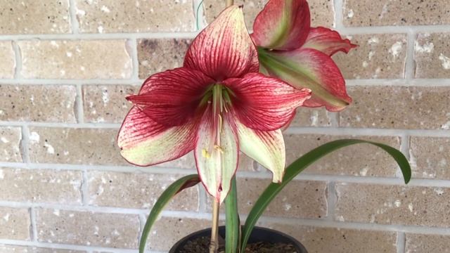 Hippeastrum Tosca смотреть онлайн