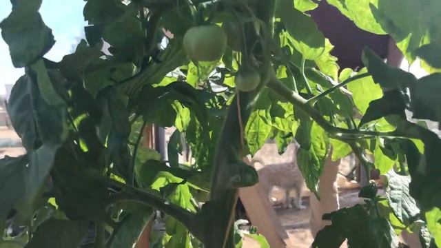 Tour of a Self Sustainable Organic Farm - Engracia Moringa Farms (Part 1 of 2) смотреть онлайн