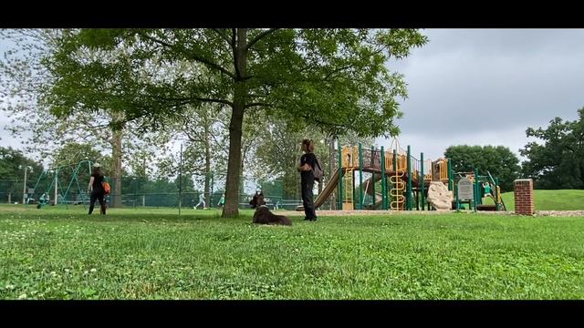 Fallon | 2 Year Old Doberman | 14 Day Transformation | Obedience Training | Distraction Training смотреть онлайн