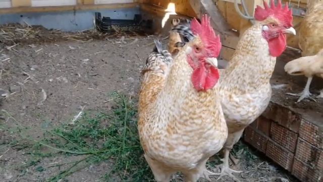Орел покидает родное гнездо. смотреть онлайн
