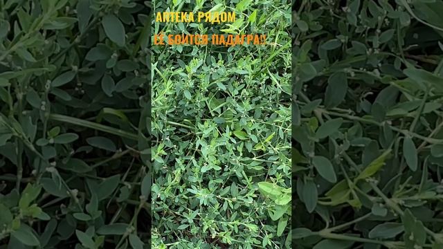 СПОРЫШ ПОМОЖЕТ ПРИ ПАДАГРЕ! смотреть онлайн