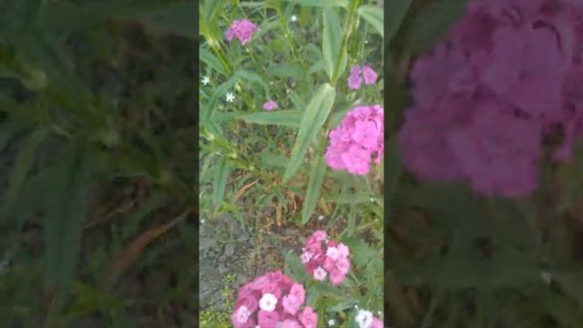 Гвоздика в саду смотреть онлайн