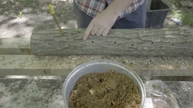 How to Inoculate Shiitake Mushroom Logs смотреть онлайн