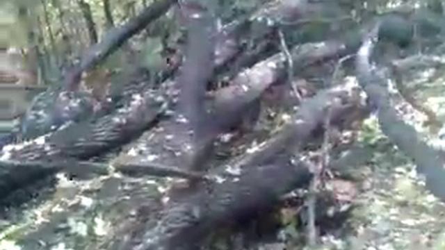 Как правильно (нужно)валить дерево!часть 2! смотреть онлайн
