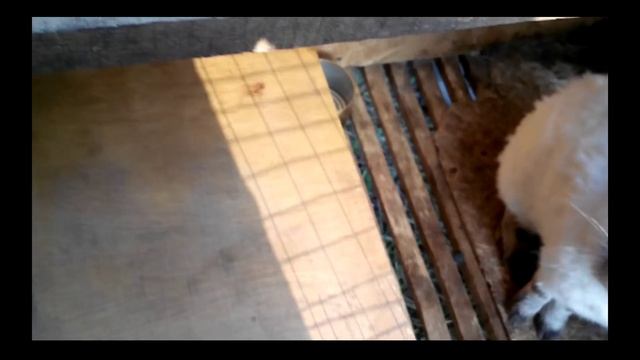 КРОЛИКИ В РУССКОМ ДОМЕ смотреть онлайн