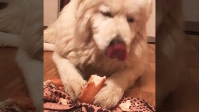 Собаку не кормят? Мареммо-абруццкая овчарка. смотреть онлайн