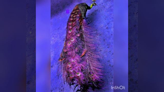 Purple Peacock смотреть онлайн