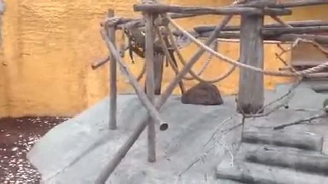 #2 Зоопарк обезьяны смотреть онлайн