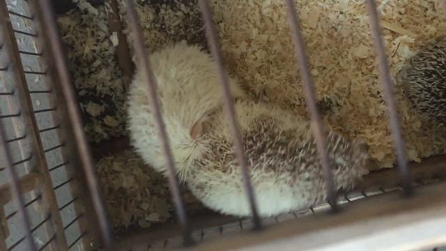 Смотреть всем! Хочется и колется))) спаривание ежей. Карликовые африканские ежи. смотреть онлайн
