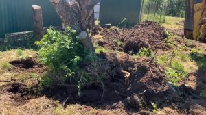 Участок с 0 | Как мы КОРЧЕВАЛИ ПНИ трактором | Расчистка участка | Как удалить пни