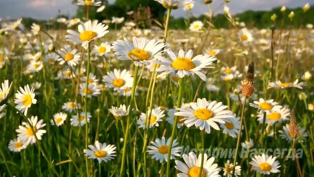 Спасая свою малышку, Вика выбежала на трассу. Но она даже не догадывалась, что ее ждет… смотреть онлайн