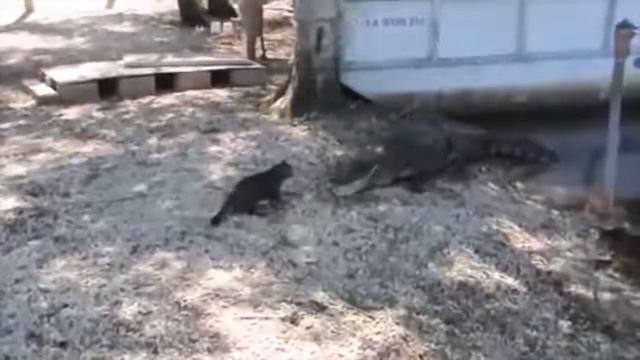 ЖИВОТНЫЕ КОТОРЫЕ СПАСЛИ ЖИЗНЬ ЛЮДЯМ СОБАКА СПАСЛА ЧЕЛОВЕКА В ВОДЕ смотреть онлайн