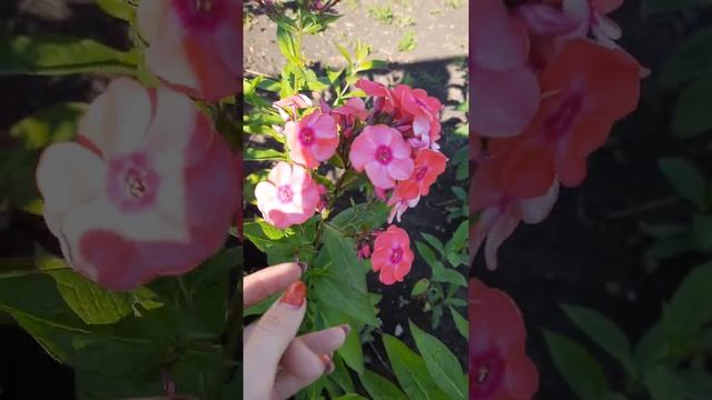 Флокс метельчатый, сорт Московская сказка. смотреть онлайн