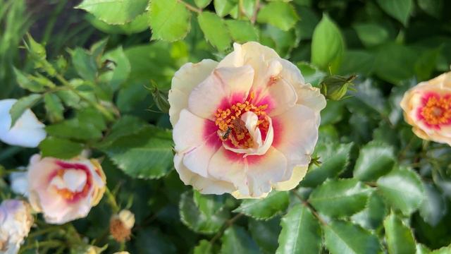 🌹 Bull's Eye Rose // Weeks Roses / Pejamore смотреть онлайн