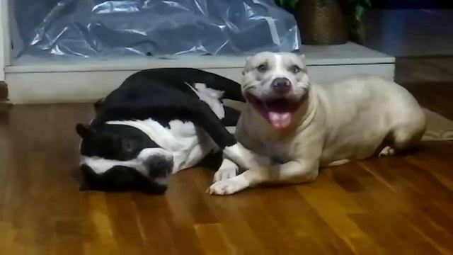 Keepa & Blu Pitt bull love ??? смотреть онлайн
