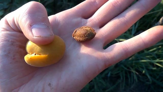 Абрикос Жердель Мелитополь. 15 июля 2022. смотреть онлайн