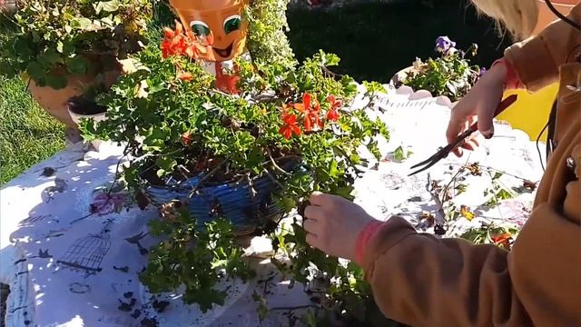 La Poda Del Pelargonium Peltatum ? Y Su Reproducción Por Esqueje ?