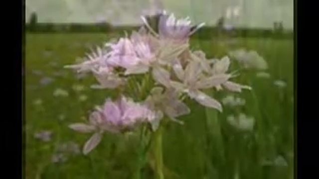 Allium Roseum