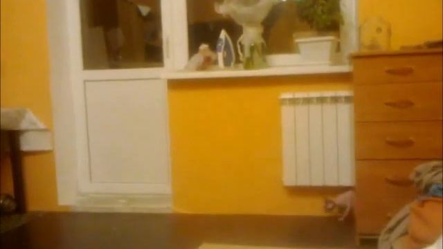 ЧЕСТЕР смотреть онлайн