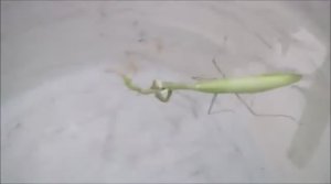 Как плавает богомол. Умеет ли плавать богомол