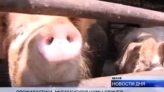 ПОСТАВИТЬ ЗАСЛОН НА ПУТИ ОПАСНОЙ ЗООИНФЕКЦИИ смотреть онлайн