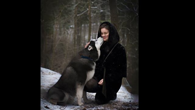 Фотосессии с Сибирскими Хаски смотреть онлайн