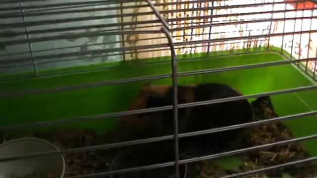 морская свинка которую зовут Чубайс смотреть онлайн