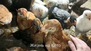 Цыплятам месяц растут как на дрожжах Чем кормим